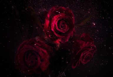 Eves laurent album cover  "Rose"